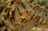 Rode zee anemoonvis (Amphiprion bicinctus)