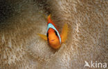 Rode zee anemoonvis (Amphiprion bicinctus)