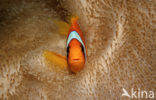 Rode zee anemoonvis (Amphiprion bicinctus)