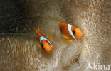 two-banded Anemonefish