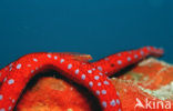 Sea Star