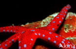 Sea Star