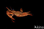 Red-legged Swimming Crab (Portunus convexus)