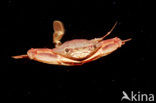 Red-legged Swimming Crab (Portunus convexus)