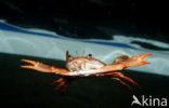 Red-legged Swimming Crab (Portunus convexus)