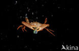 Red-legged Swimming Crab (Portunus convexus)