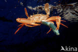 Red-legged Swimming Crab (Portunus convexus)