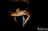 Red-legged Swimming Crab (Portunus convexus)