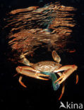 Red-legged Swimming Crab (Portunus convexus)