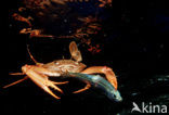 Red-legged Swimming Crab (Portunus convexus)