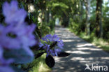 Rododendron (Rhododendron spec.)