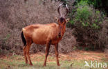 Red hartebeest