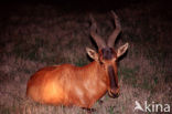 Rood Hartebeest