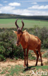 Rood Hartebeest