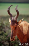 Red hartebeest