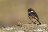 European Stonechat (Saxicola rubicola)