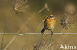 Roodborsttapuit (Saxicola rubicola)