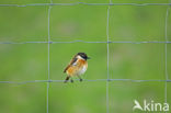 Stonechat (Saxicola rubicola)