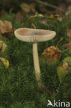 Roodbruine slanke amaniet (Amanita fulva)