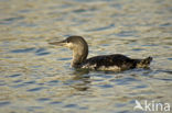 Red-throated Loon