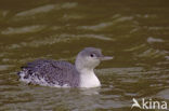 Red-throated Loon