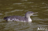 Red-throated Loon