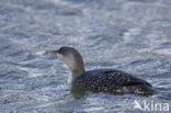 Red-throated Loon