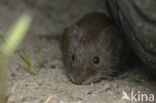 Bank Vole (Clethrionomys glareolus)