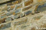 Rotszwaluw (Hirundo rupestris)