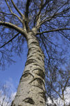 Ruwe berk (Betula pendula)