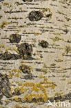 Silver Birch (Betula pendula)