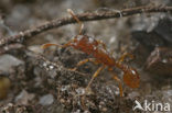 Sabelmier (Strongylognathus testaceus)