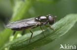 Platycheirus scutatus