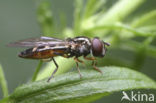 Platycheirus scutatus