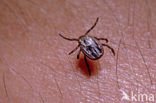 Tick (Ixodes ricinus)