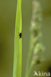 Schapenteek (Ixodes ricinus)