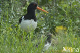 Scholekster (Haematopus ostralegus)