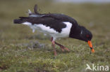 Scholekster (Haematopus ostralegus)