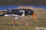 Scholekster (Haematopus ostralegus)