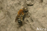 Plasterer Bee (Colletes halophilus)
