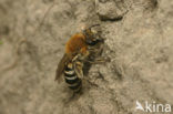 Schorzijdebij (Colletes halophilus)