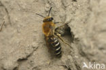 Plasterer Bee (Colletes halophilus)