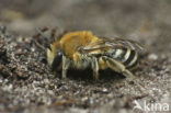 Plasterer Bee (Colletes halophilus)