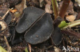 Felt Saddle (Helvella macropus)