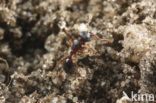 Schraallandmiertje (Myrmecina graminicola)