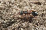 Schraallandmiertje (Myrmecina graminicola)