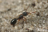 Schraallandmiertje (Myrmecina graminicola)