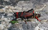 Foaming Grasshopper (Dictyophorus spumans)