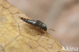 Sepedophilus testaceus