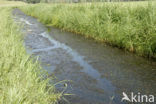 Smalle waterpest (Elodea nuttallii)